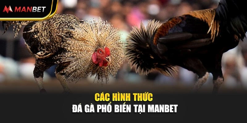 Các hình thức đá gà phổ biến tại Manbet