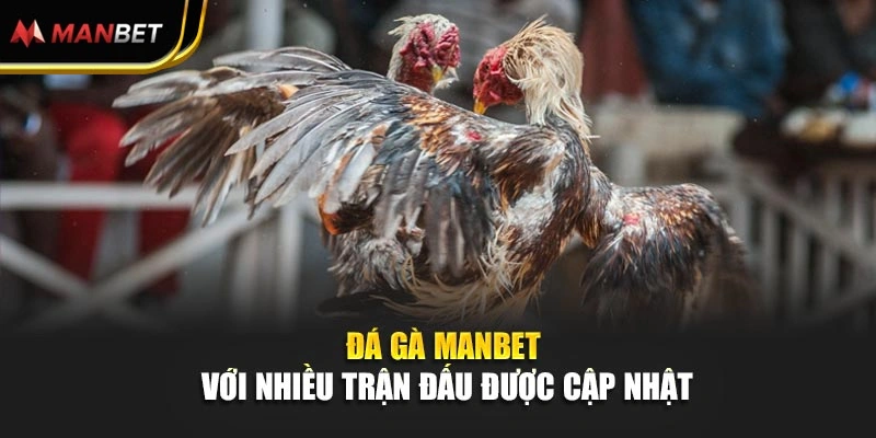 Đá gà Manbet với nhiều trận đấu được cập nhật