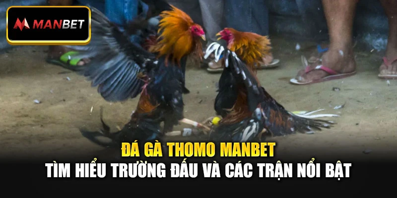 Đá Gà Thomo Manbet - Tìm Hiểu Trường Đấu Và Các Trận Nổi Bật