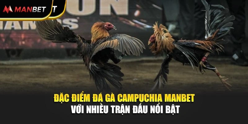 Đặc điểm đá gà Campuchia Manbet với nhiều trận đấu nổi bật